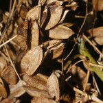 Dioscorea urophylla