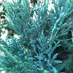 Juniperus sabinaLeaf