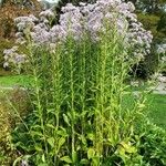 Aster tataricus Habitus