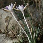 Crocus cambessedesii Характер