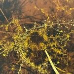 Utricularia minor Лист