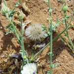 Picris asplenioides Fruit