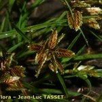 Cyperus flavescens Flower