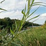 Salix viminalis Hoja