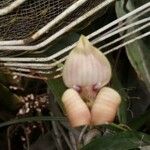 Maxillaria egertoniana Кветка