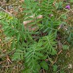 Erodium manescavi পাতা