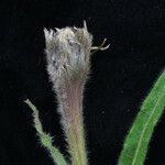 Saussurea chrysotricha Hábito