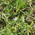 Barleria argentea Цветок