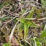 Pinguicula alpina Hoja