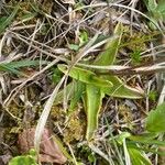 Pinguicula alpina Liść