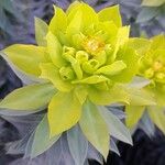 Euphorbia rigida Bloem
