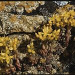 Sedum lanceolatum Habitat