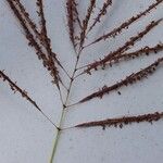 Bothriochloa bladhii 果