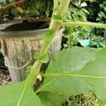 Solanum mauritianum Azala