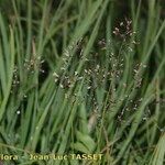 Agrostis rupestris Fleur
