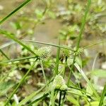 Cyperus hortensis Pokrój