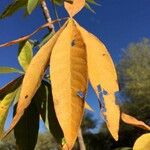 Sterculia murex Leaf