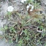 Dentella repens Ravina