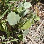 Abutilon pannosum Leaf