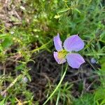 Rhexia virginica Blodyn