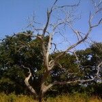 Prosopis africana Pokrój