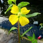 Ludwigia octovalvis Hàbitat