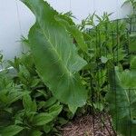 Silphium terebinthinaceum Leaf