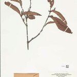 Quiina rhytidopus Hoja