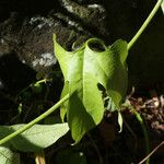 Cayaponia americana Leaf