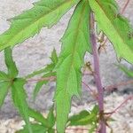 Hibiscus coccineus পাতা