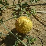 Cucumis ficifolius Alkat (teljes növény)