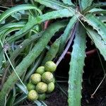 Bromelia pinguin Fruit