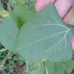 Smallanthus uvedalia Leaf