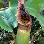 Nepenthes truncata Leaf