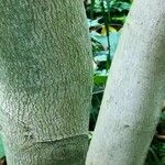 Alangium platanifolium 樹皮