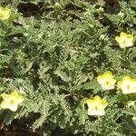 Tribulus cistoides പുഷ്പം