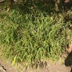 Phyllostachys aurea Hoja