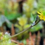 Ranunculus hyperboreus Habitus