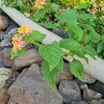 Lantana camara Ліст