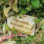 Peperomia flexicaulis Otro