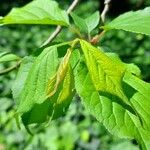 Prunus mume Leaf