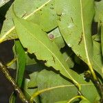 Ocotea floribunda List