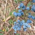 Berberis aquifolium Frukt