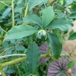 Brunfelsia uniflora Fruit