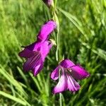 Gladiolus palustris Květ