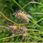 Cenchrus ciliaris Fruit