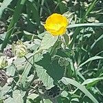 Abutilon grandifoliumফুল