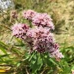 Eupatorium cannabinumফুল