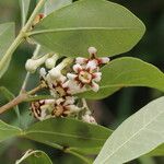 Schrebera alata Flor