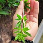 Rubia fruticosa Hoja